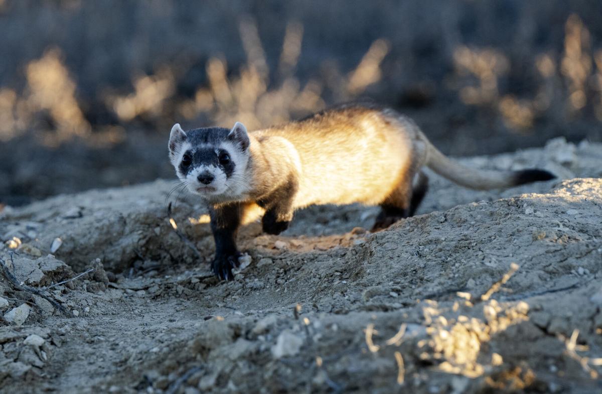 Black footed ferret release