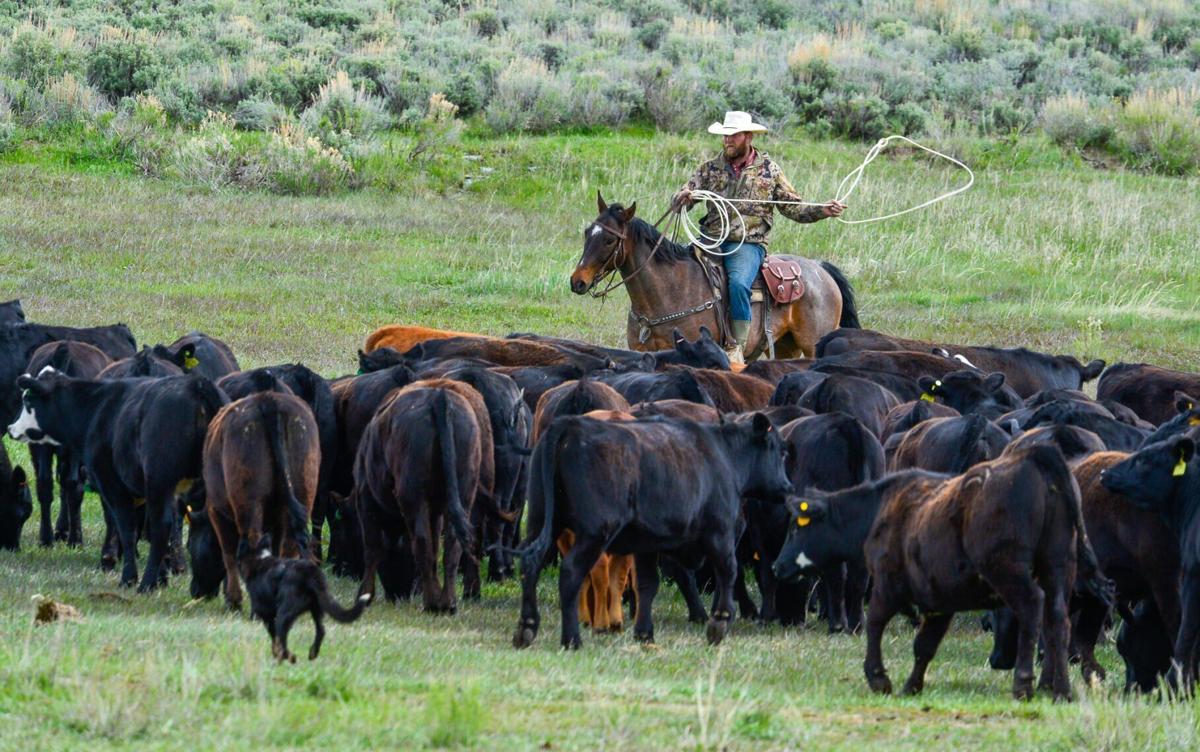 Wolves Middle Park Rancher-6.jpg (csg print)