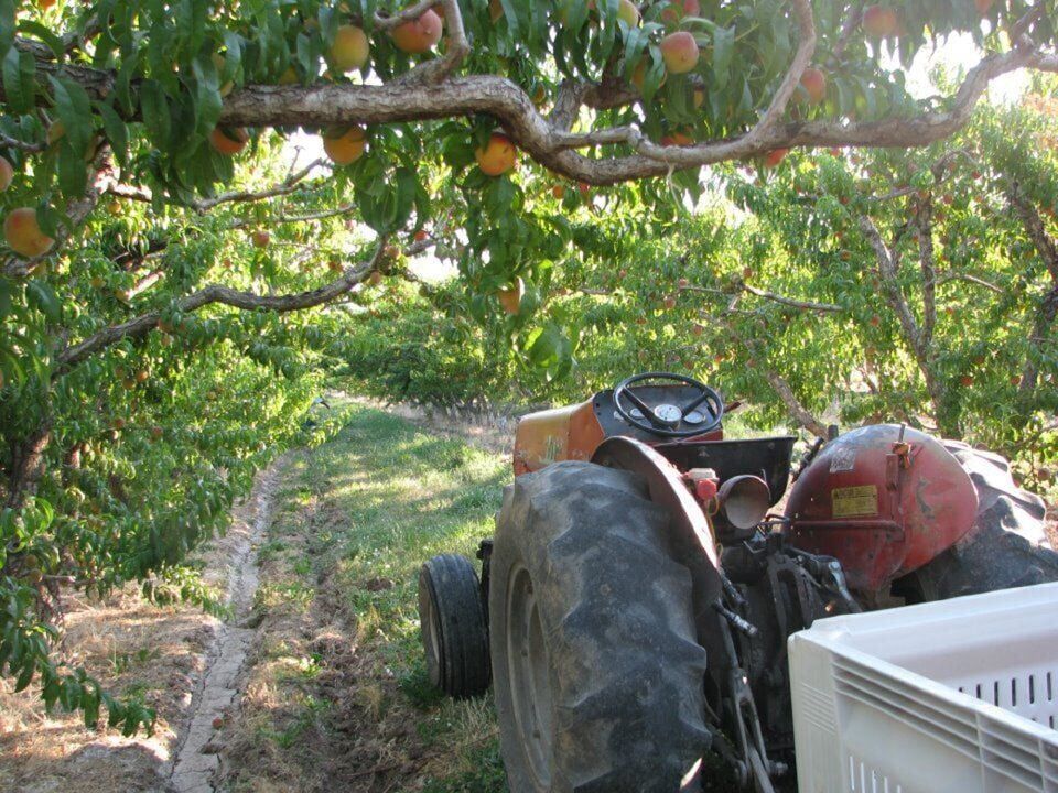 Colorado crops OK for now, but need for immigration reform ever more pressing