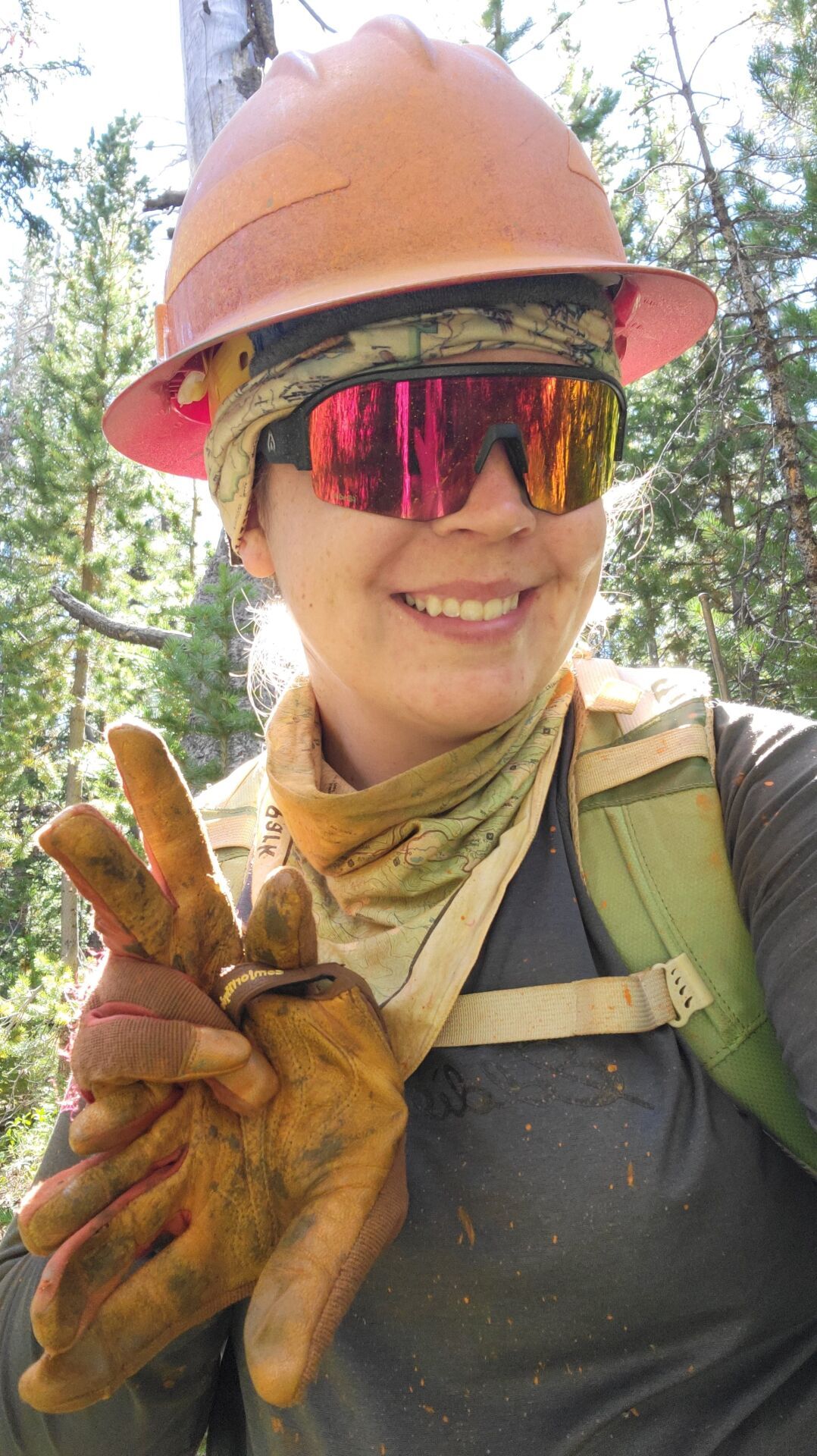 Dubois Wyoming Dead Diseased Tree Sale