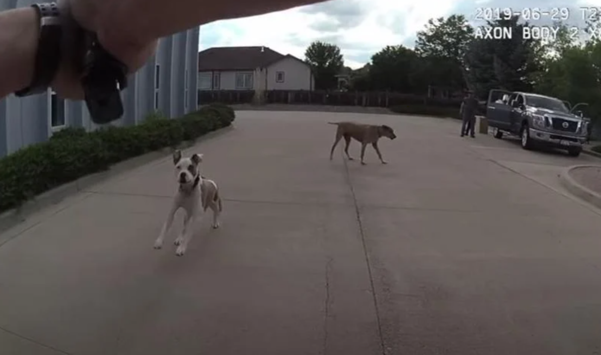 A screenshot from body camera footage moments before the dog named Herkimer was shot on June 29, 2019.