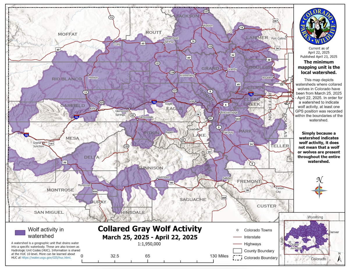 Wolf activity 042225