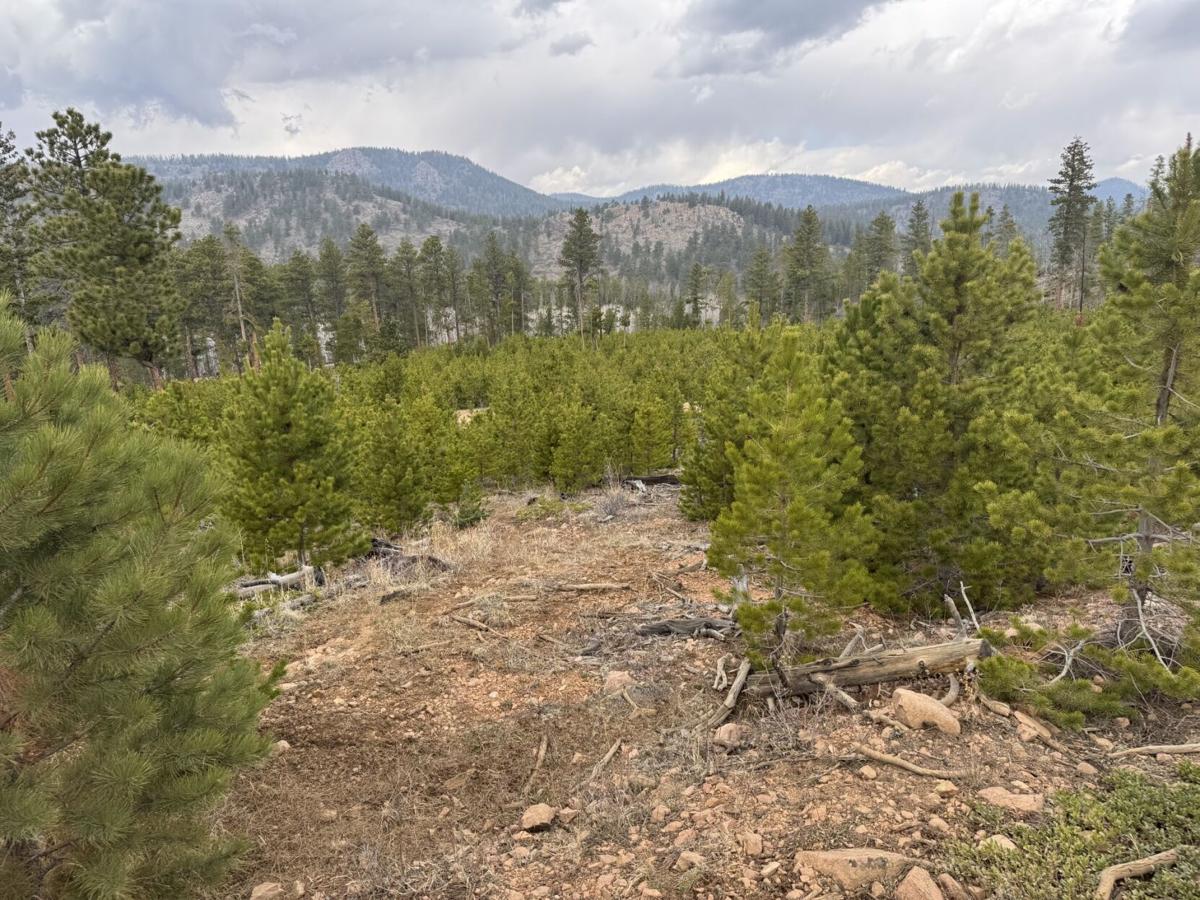 clear cut new growth