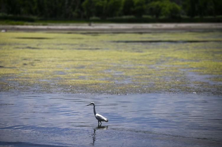 Cherry Creek Reservoir algae