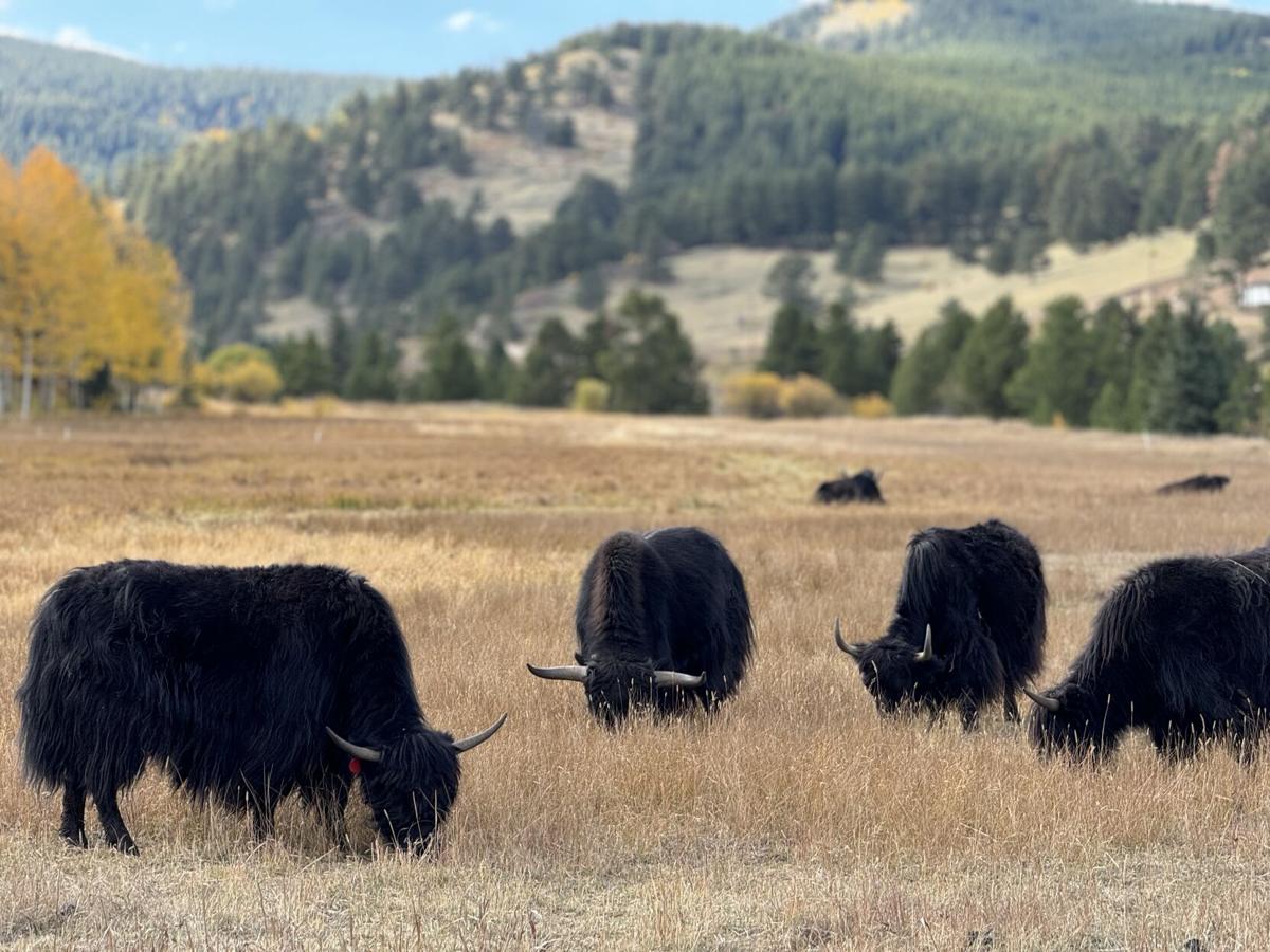 bison