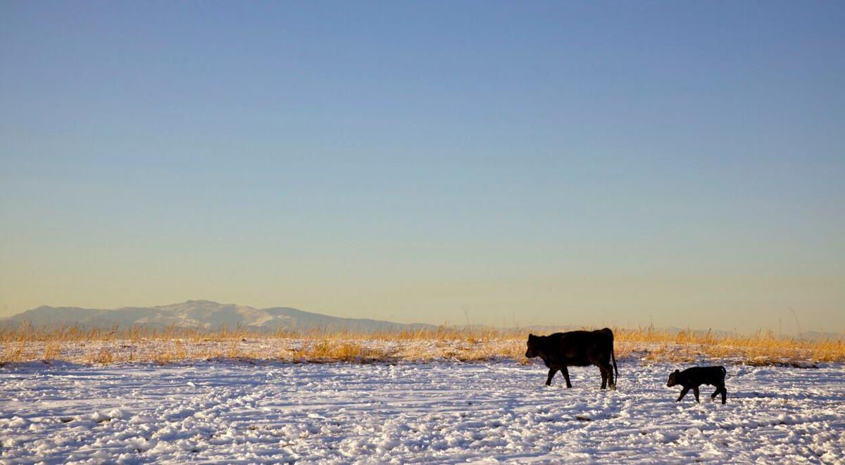 Cows in snow Photo Credit: beklaus (iStock). (copy)