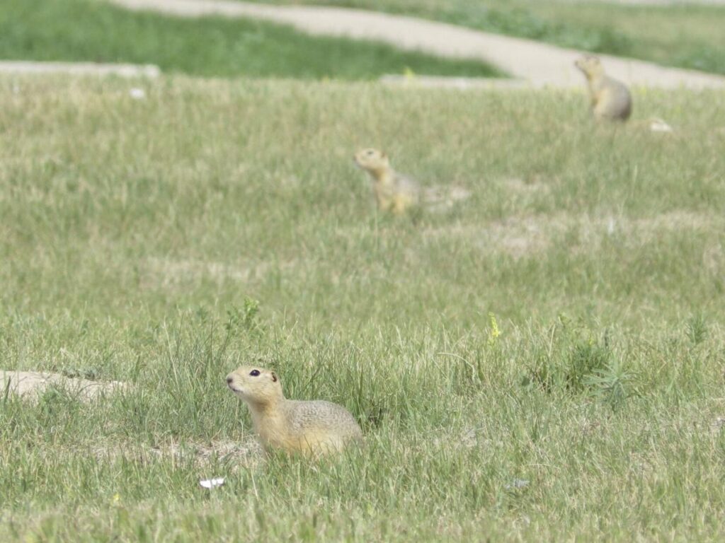 Ground squirrels are taking over a North Dakota city, and officials are not amused | OUT WEST ROUNDUP