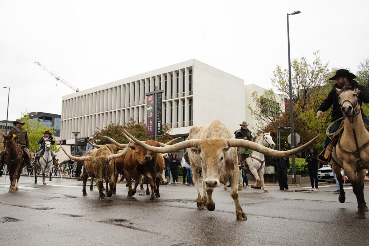 Ranchers from Silverado Ranch march longhorn cattle through the streets of Cherry Creek