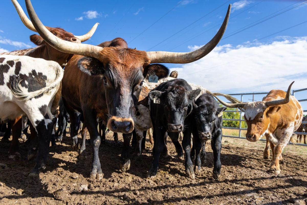 Cattle Drive 6