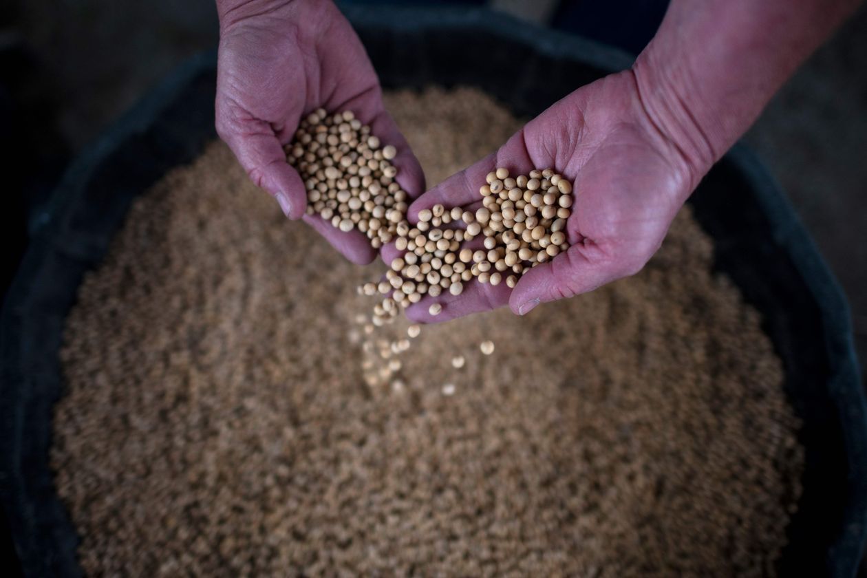 Trump announces China will resume purchases of ‘large, tremendous amounts of soybeans’