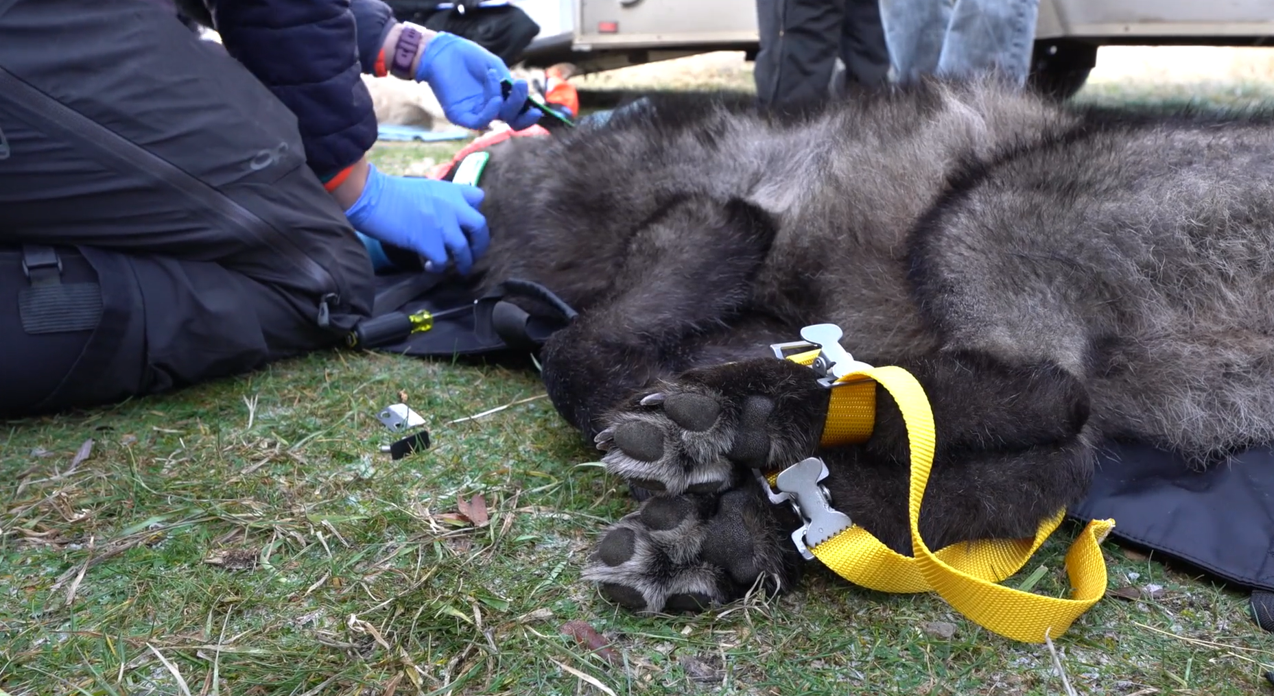 Colorado halts wolf releases for 2026 as federal pressure mounts