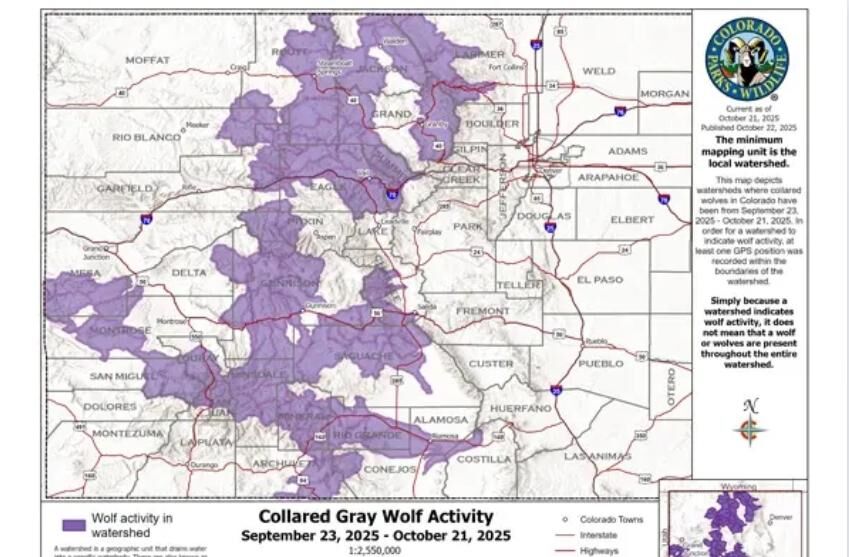 Another translocated wolf dies in Colorado, bringing total to 12