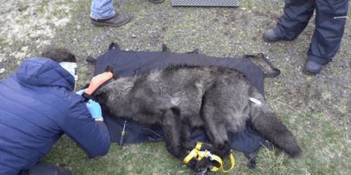 Washington says 'no' to sending wolves to Colorado