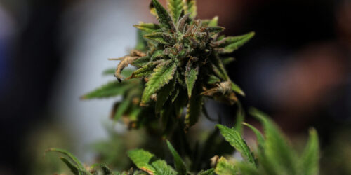 Marijuana rescheduling order sparks mixed reactions in Colorado