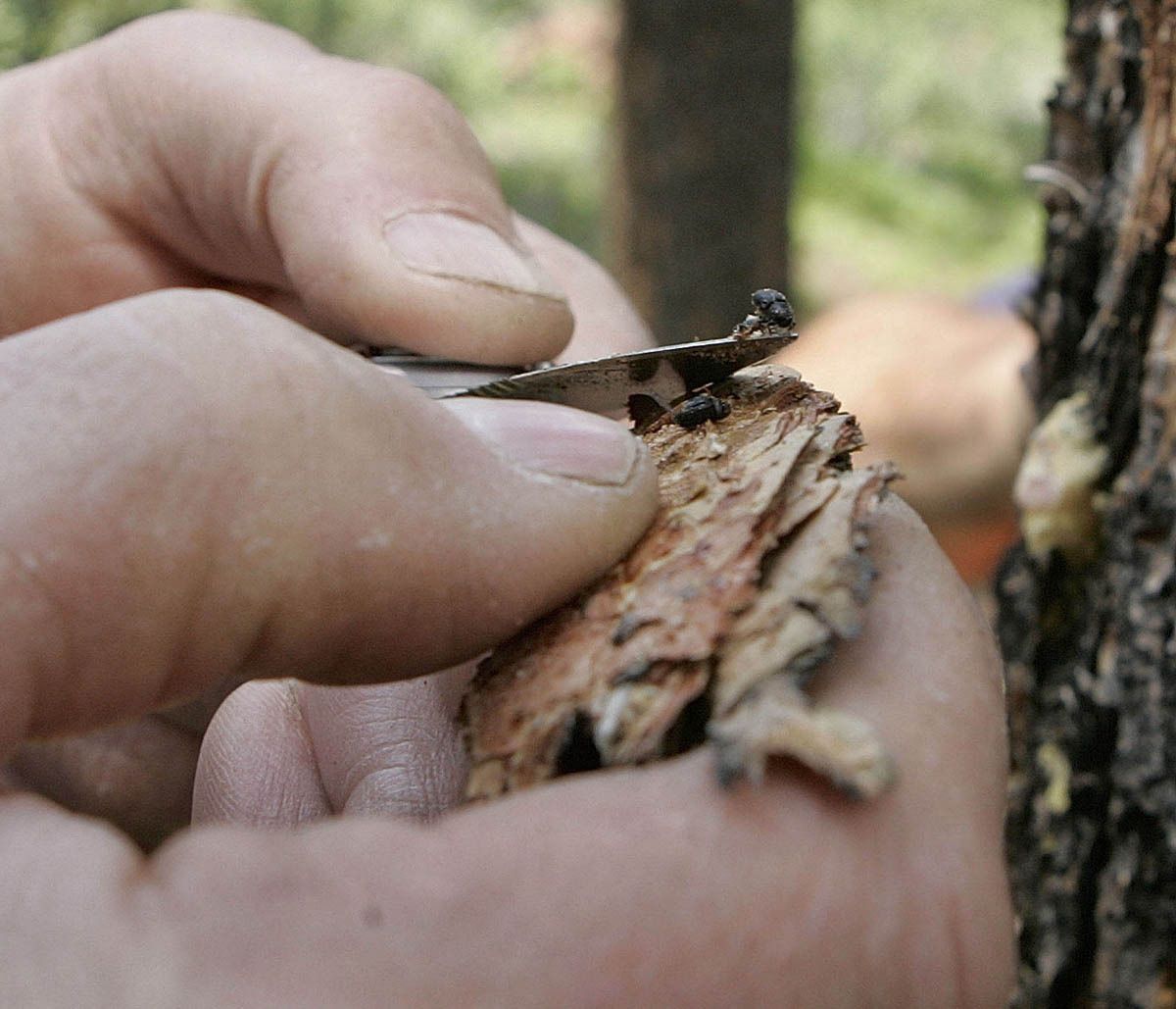 Gov. Jared Polis forms task force to combat pine beetle outbreak threatening