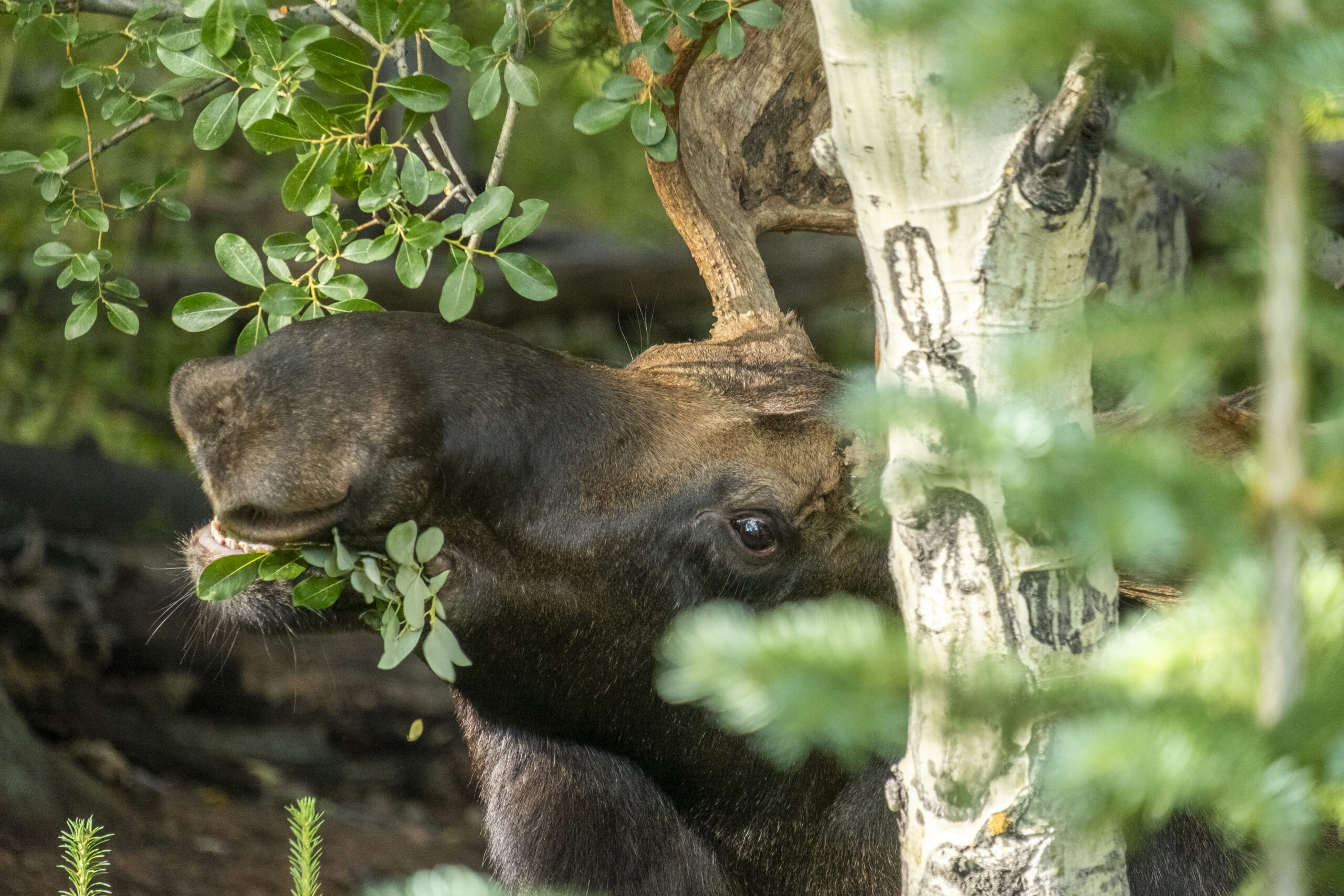 Rocky Mountain National Park at ‘tipping point’ with moose