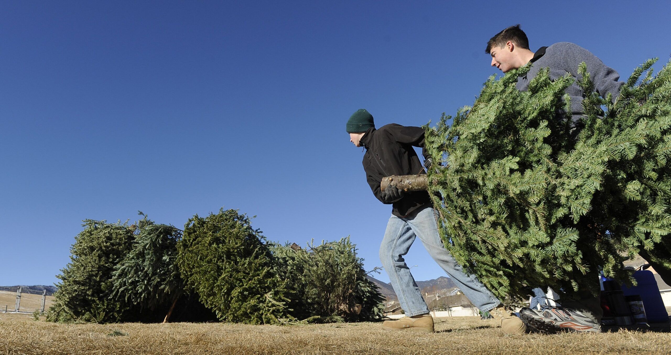 Hey Denver! Here’s how to recycle your tree and get free mulch