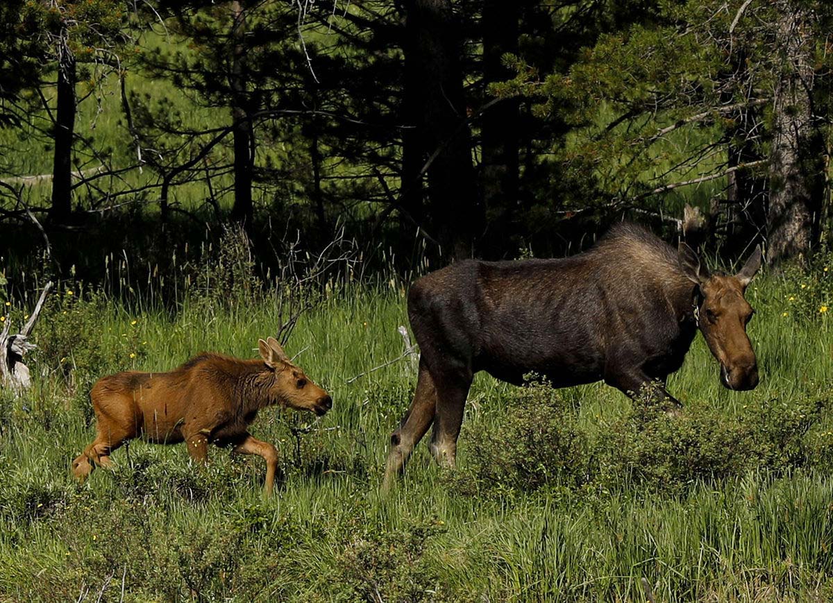 A curious moose calf strolls through a meadow near Lake Irene on the west side of Rocky Mountain National Park. Gazette photo