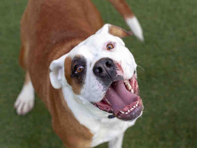 Denver may revise animal bite penalties to consider criminal intent