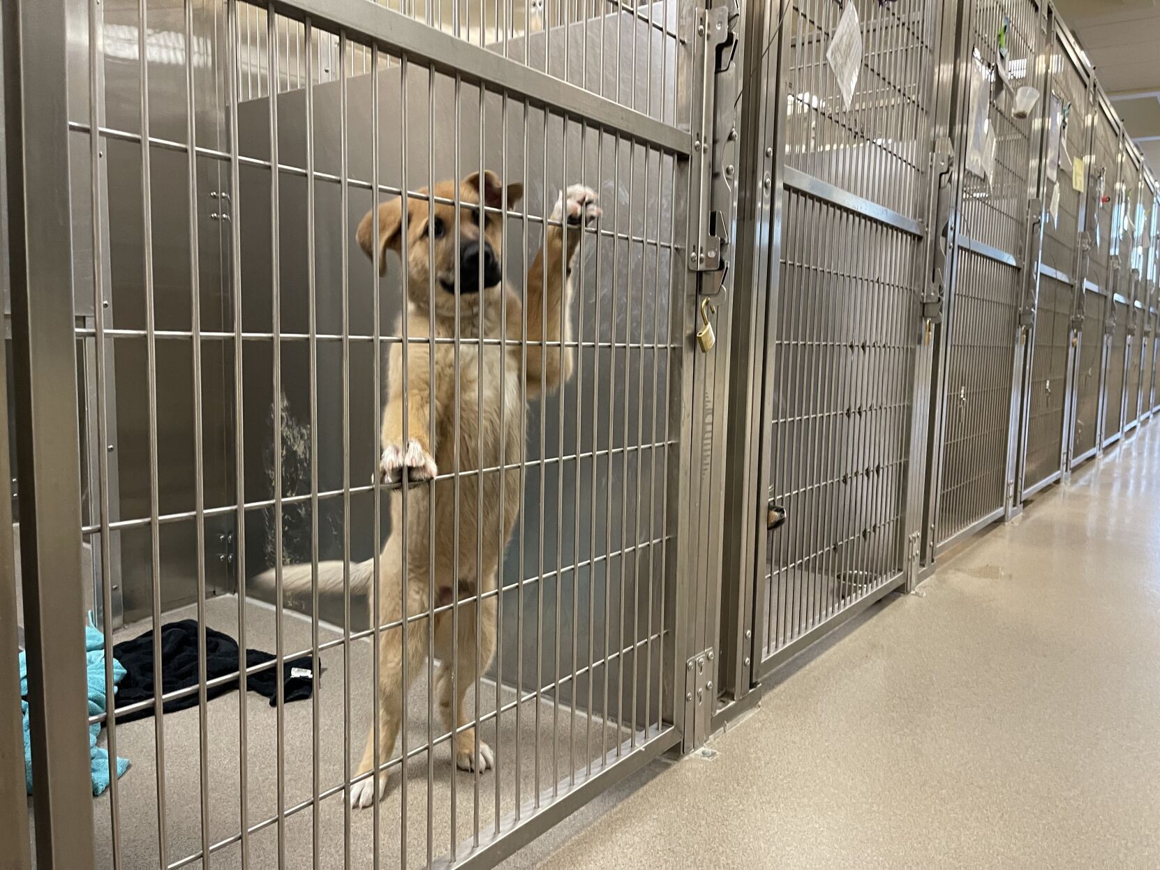 Denver District 10 launches test program to pay pet deposits