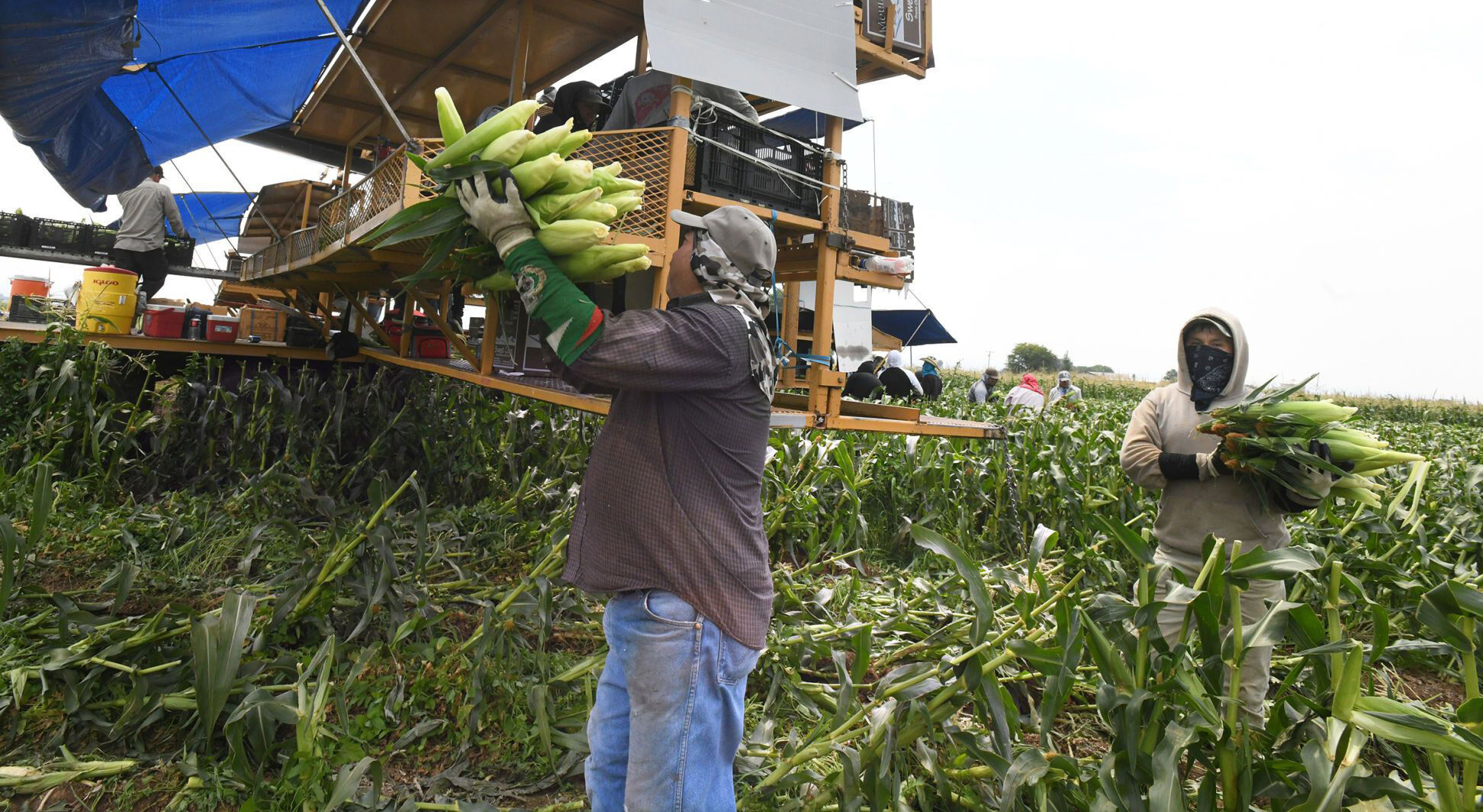 A fight over seeds and bees: Colorado Democrats target neonicotinoid pesticides