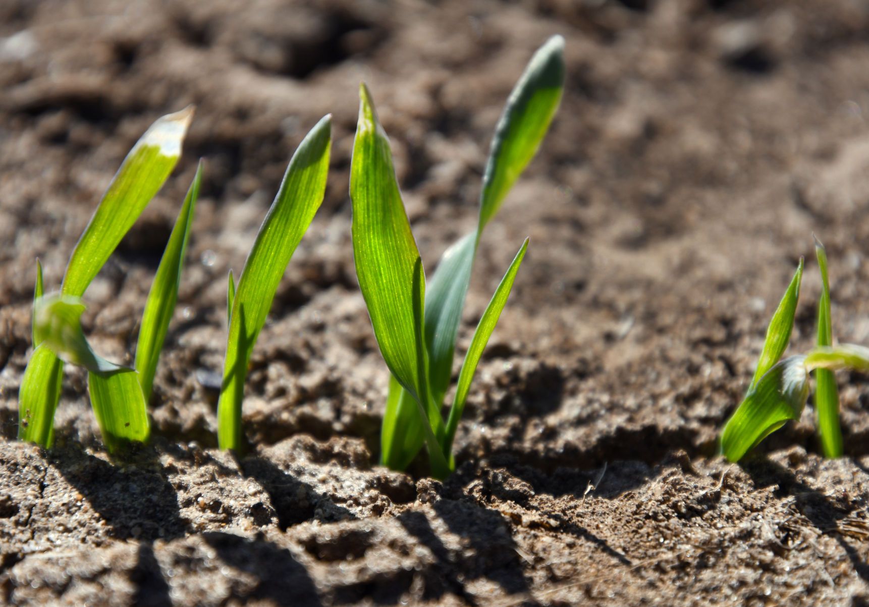 ERIE, CO - APRIL 7: Barley plants can be seen just poking up through the soil on April 7, 2020 in Erie, Colorado. Once harvested, this 100 acres of barley on Paul Schlagel's farmland is headed for the Molson Coors Brewing Company. (Photo By Kathryn Scott)