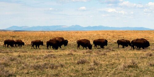 Bureau of Land Management revokes American Prairie's bison leases | OUT WEST