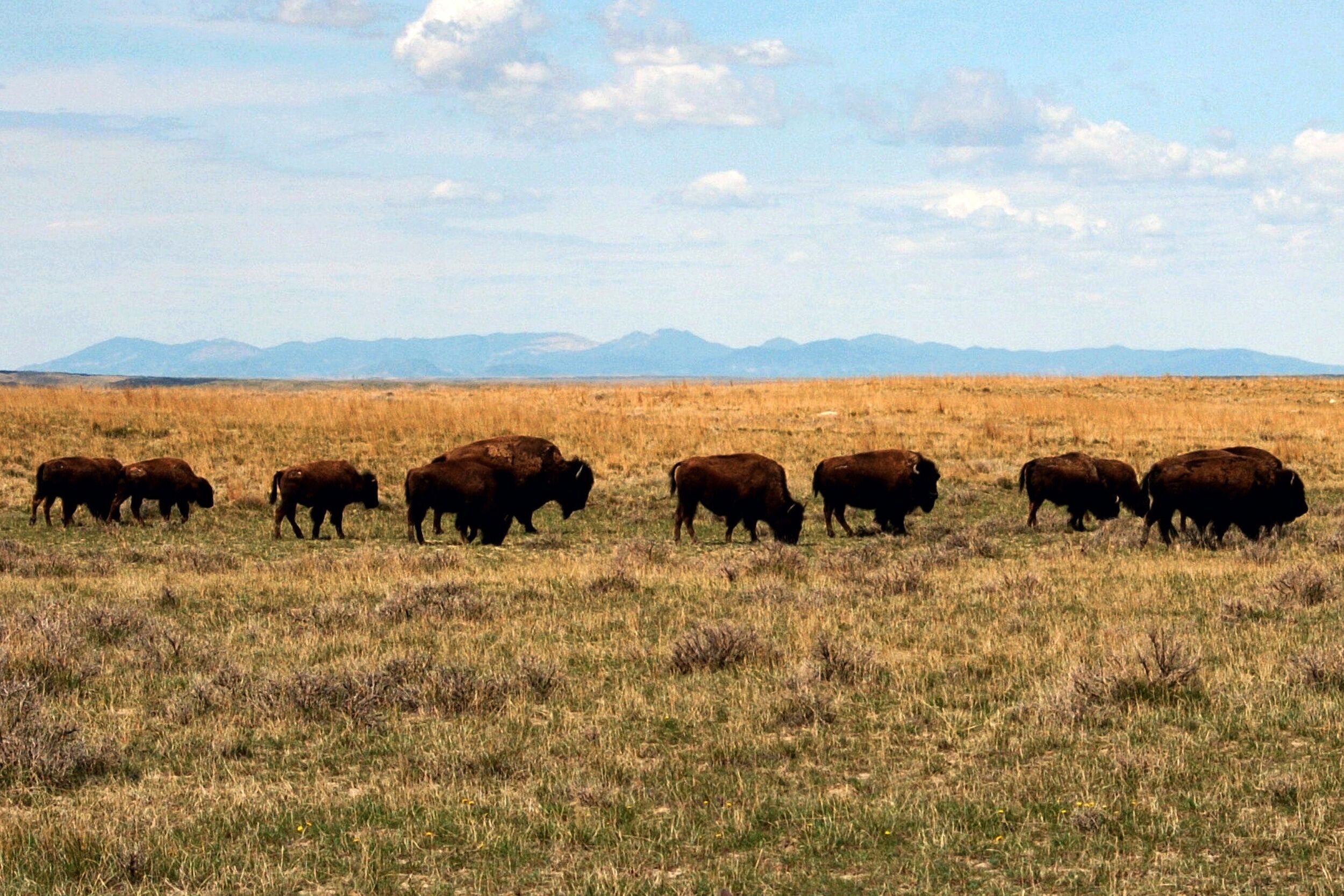 Bureau of Land Management revokes American Prairie’s bison leases | OUT WEST ROUNDUP