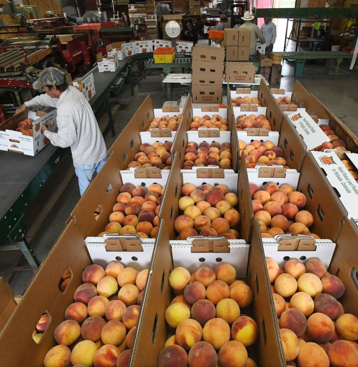 Colorado lawmakers take aim at ‘imposter’ peaches, melons and chiles