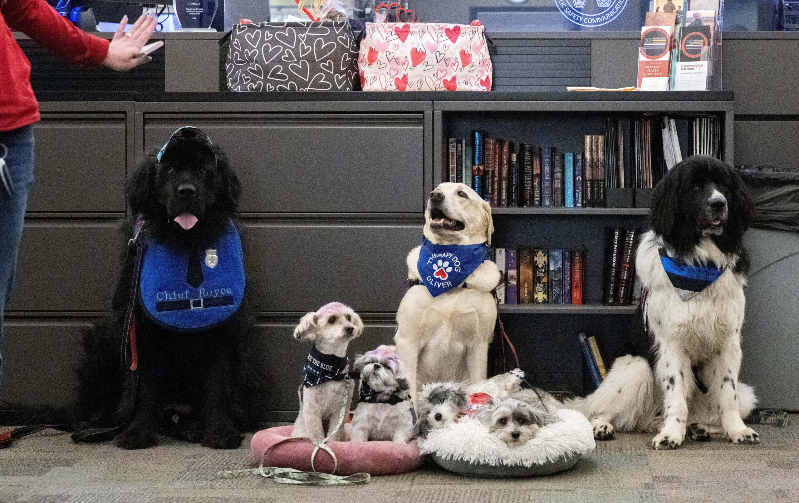 Therapy dog task force grows to meet hardship and disaster in Colorado and beyond