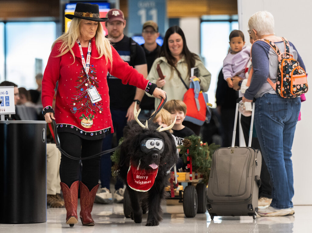 Nancy Trepagnier leads her 165-pound newfoundland, Royce, as he tows young travelers in his sleigh Friday, Dec. 9, 2025, at the Colorado Springs Airport. (The Gazette, Christian Murdock)