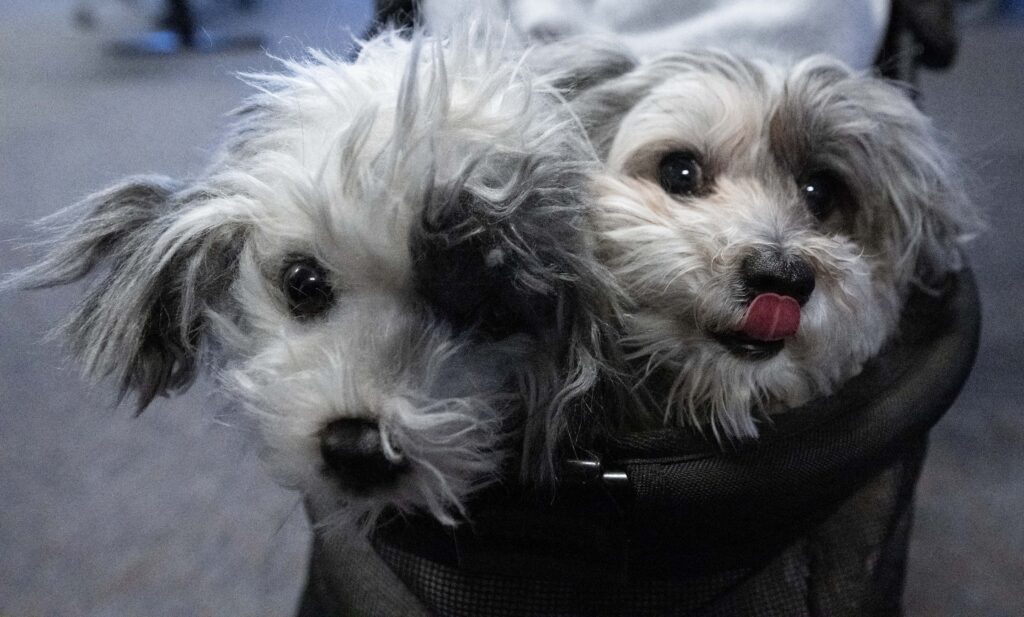 Kiwi, a toy Aussiedoodle, right, sits with a stuffed-animal twin in their baby carrier as they tour the Coloado Springs Police Operation Center on Friday, Jan. 29, 2025. Kiwi's stuffed twin is for people who are allergic or afraid of real dogs. (The Gazette, Christian Murdock)