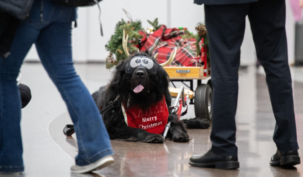 Royce, a 165-pound newfoundland, takes a break between giving young travelers a ride in his sleigh Friday, Dec. 9, 2025, at the Colorado Springs Airport. The airport therapy dogs were joined by Santa, Mrs. Claus and Mayor Yemi Mobolade as they greeted holiday travelers on the concourse as the holiday travel season was kicking into high gear.(The Gazette, Christian Murdock)