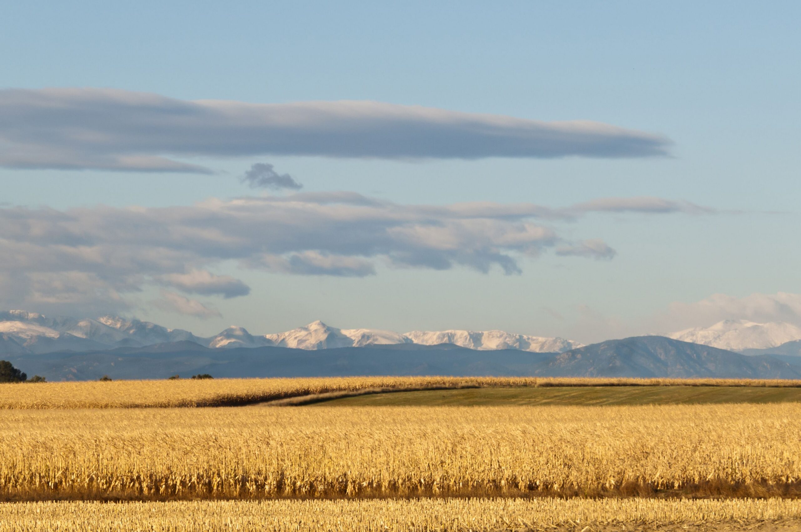 Morning in rural Colorado looking towards the Rocky Mountains over golden cornfields.