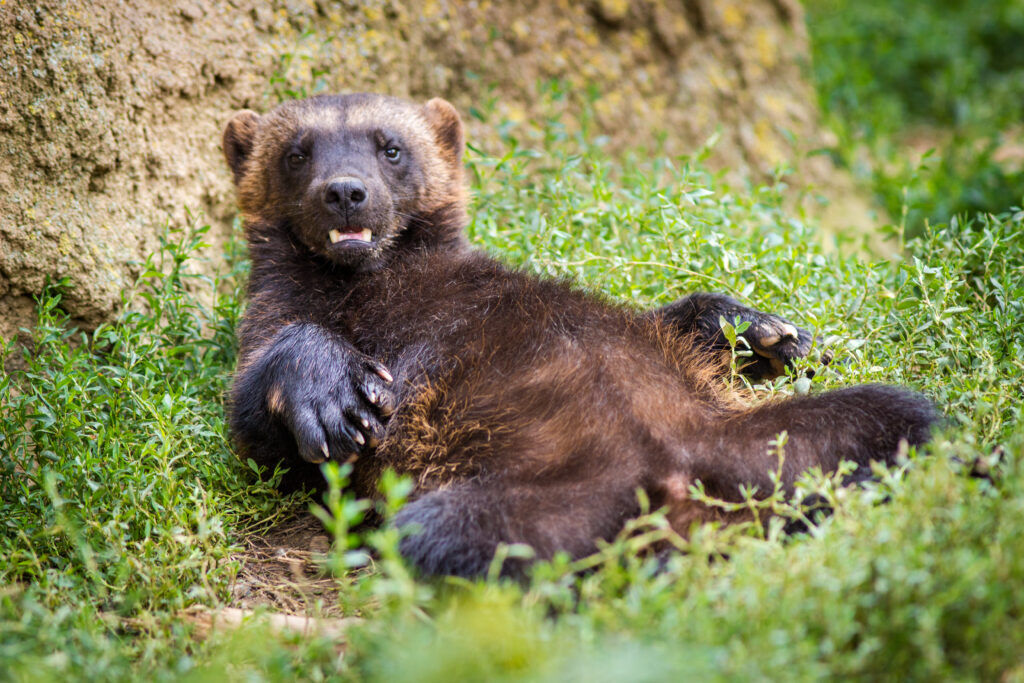 This wolverine appears to be resting -- perhaps a rare moment for the species known to roam long distances. Photo courtesy Colorado Parks and Wildlife