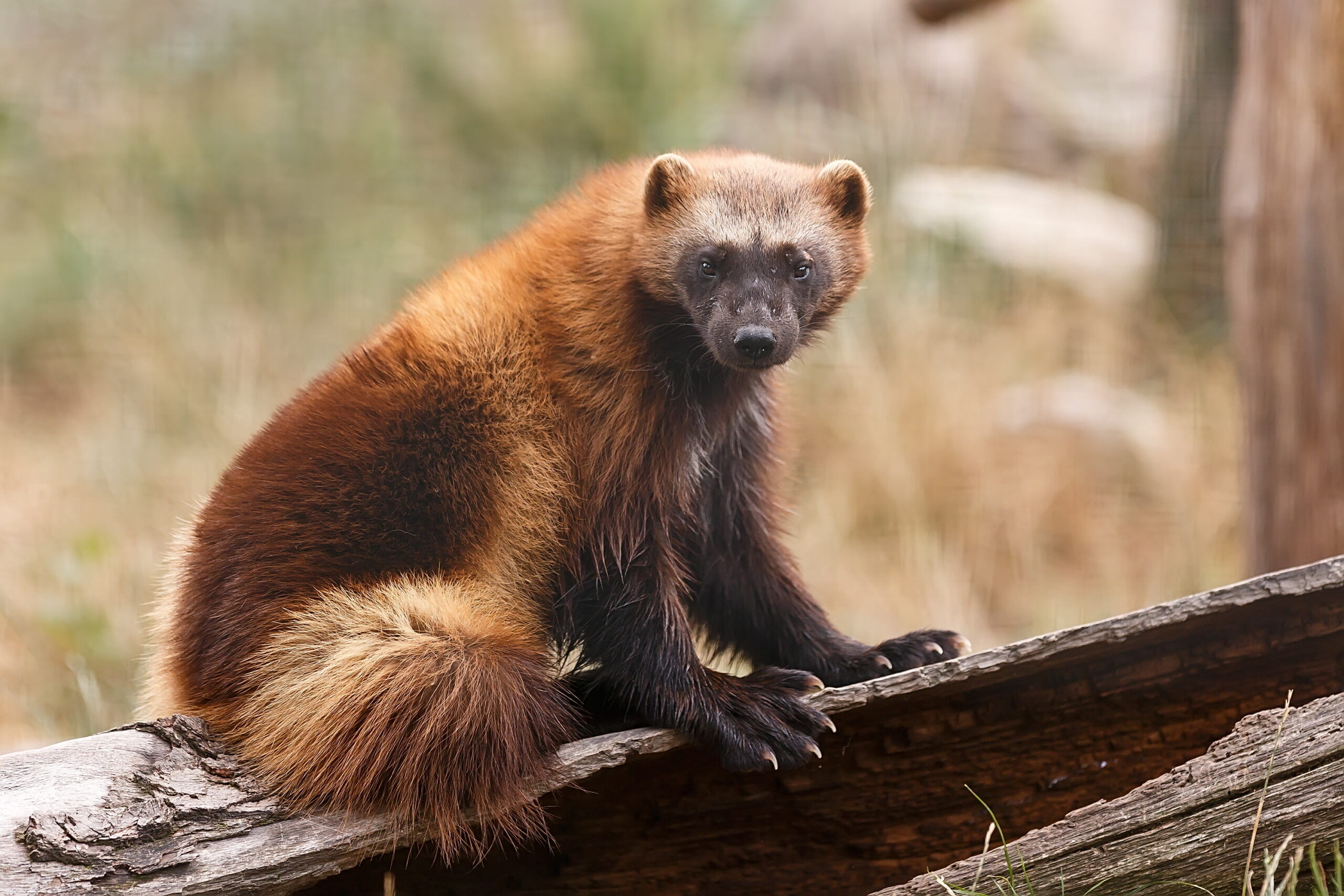 ‘Larger than life’ and ‘logistically challenging:’ Getting to know wolverines and Colorado’s restoration plan