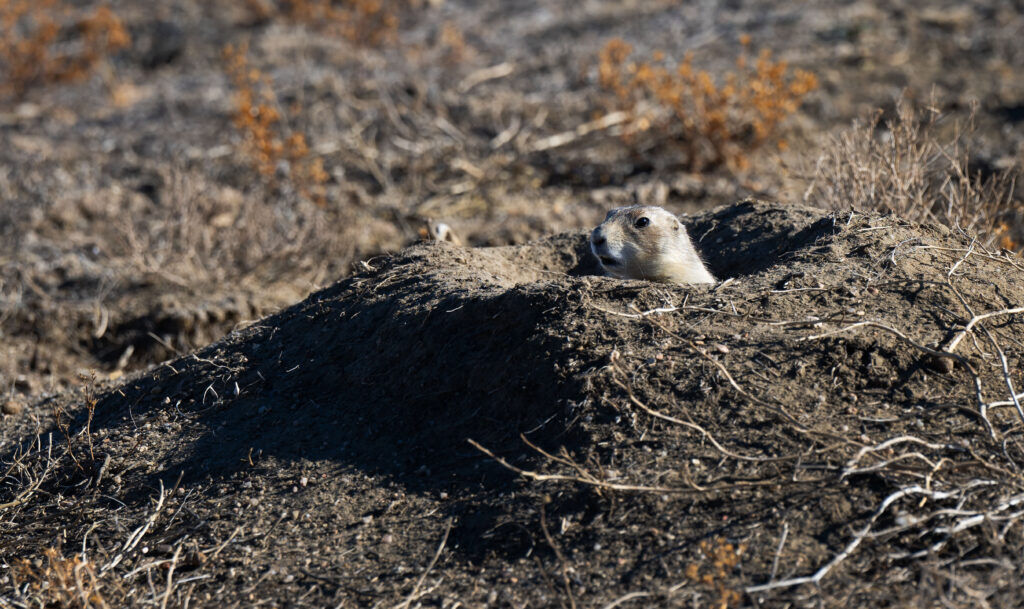 A black-tailed prairie dog peeks its head out of its home next to the Big Johnson Reservoir southeast of Colorado Springs on Monday, Dec. 15, 2025. (The Gazette, Christian Murdock)