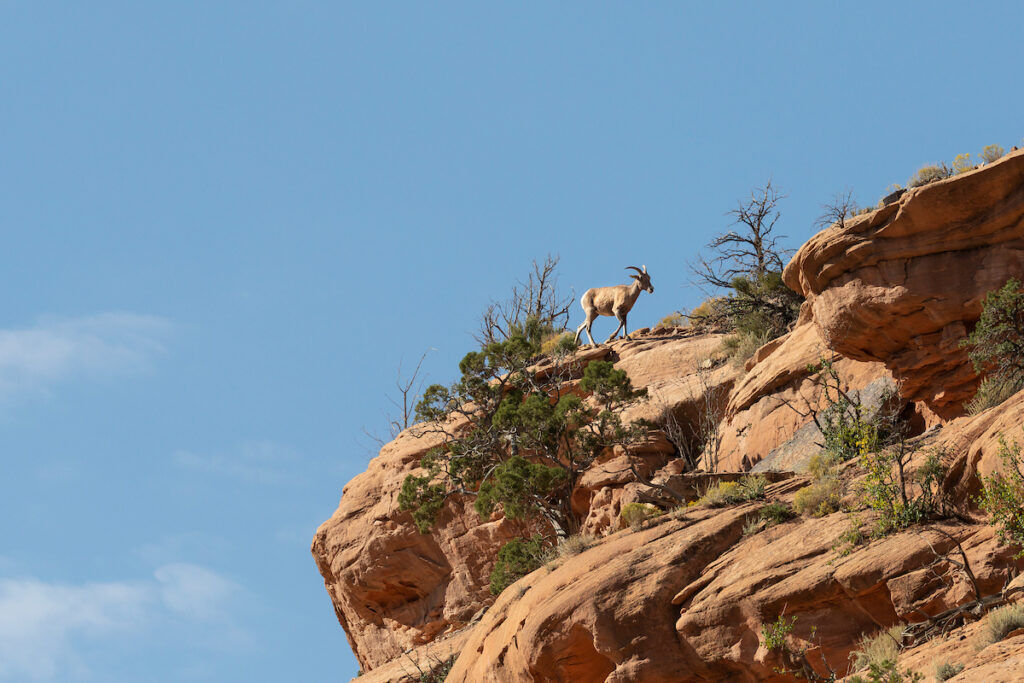 Desert bighorn sheep make home at Dominguez-Escalante National Conservation Area in western Colorado. Photo by Todd Winslow Pierce