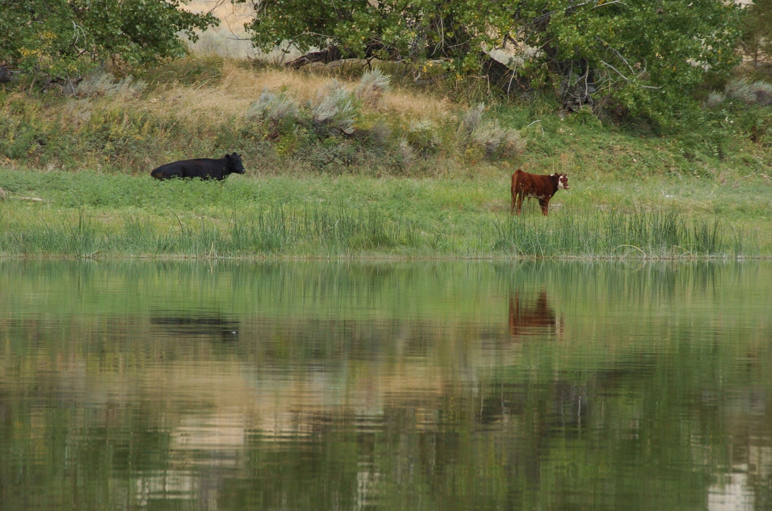 Trump administration cancels rule that made conservation a ‘use’ of public lands | OUT WEST ROUNDUP