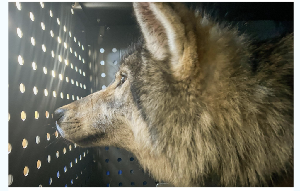 CPW Canadian wolf