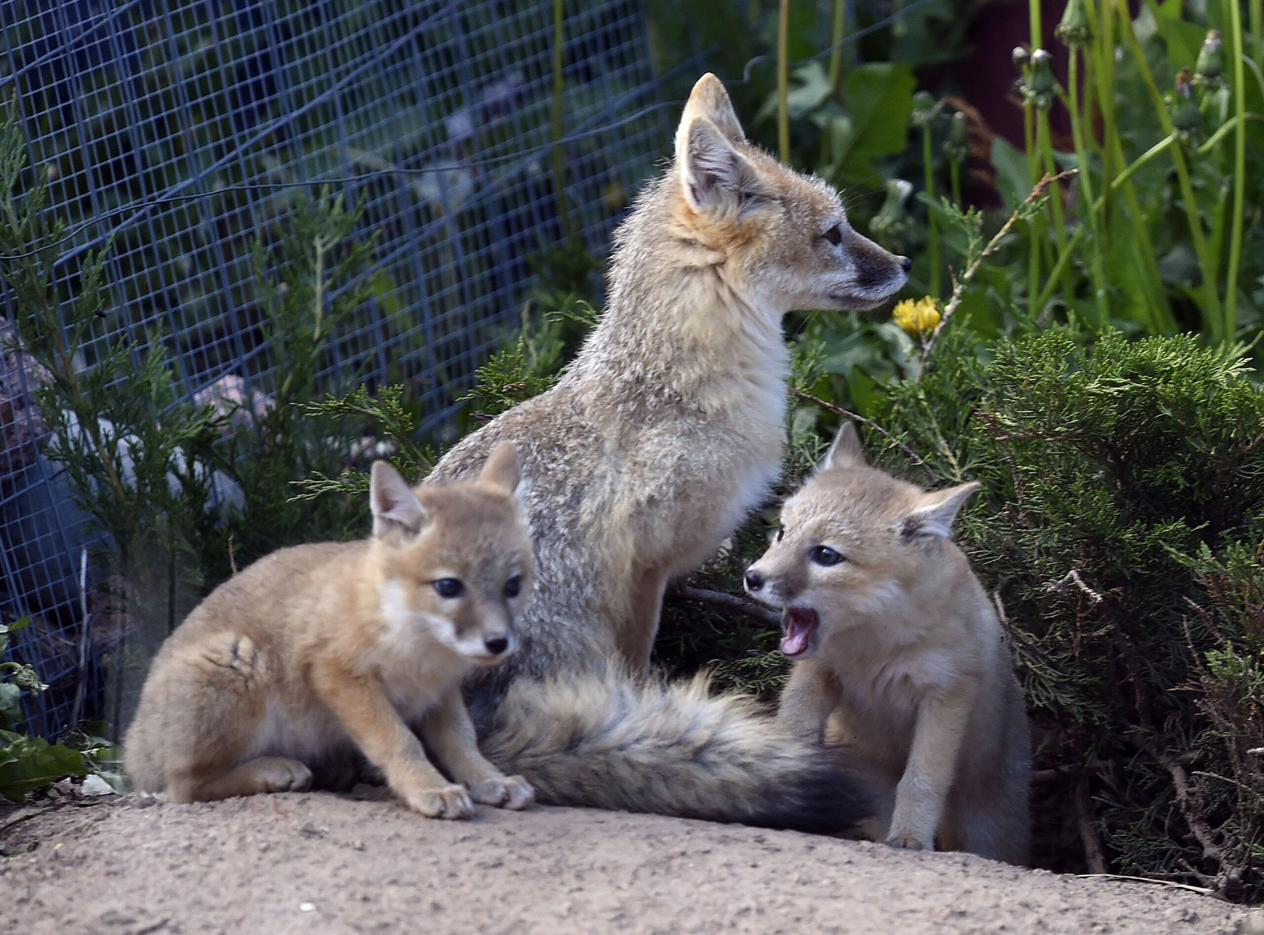 Two new swift fox kits were born to a pair of foxes. They're part of the Species Survival Program at the Colorado Wolf and Wildlife Center near Divide, Colorado. (photo by Jerilee Bennett/The Gazette)