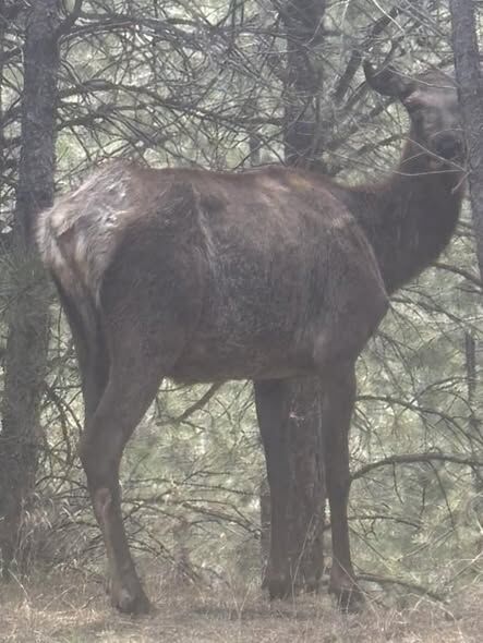 A picture of a Colorado elk. (Courtesy of Robert Marshall)