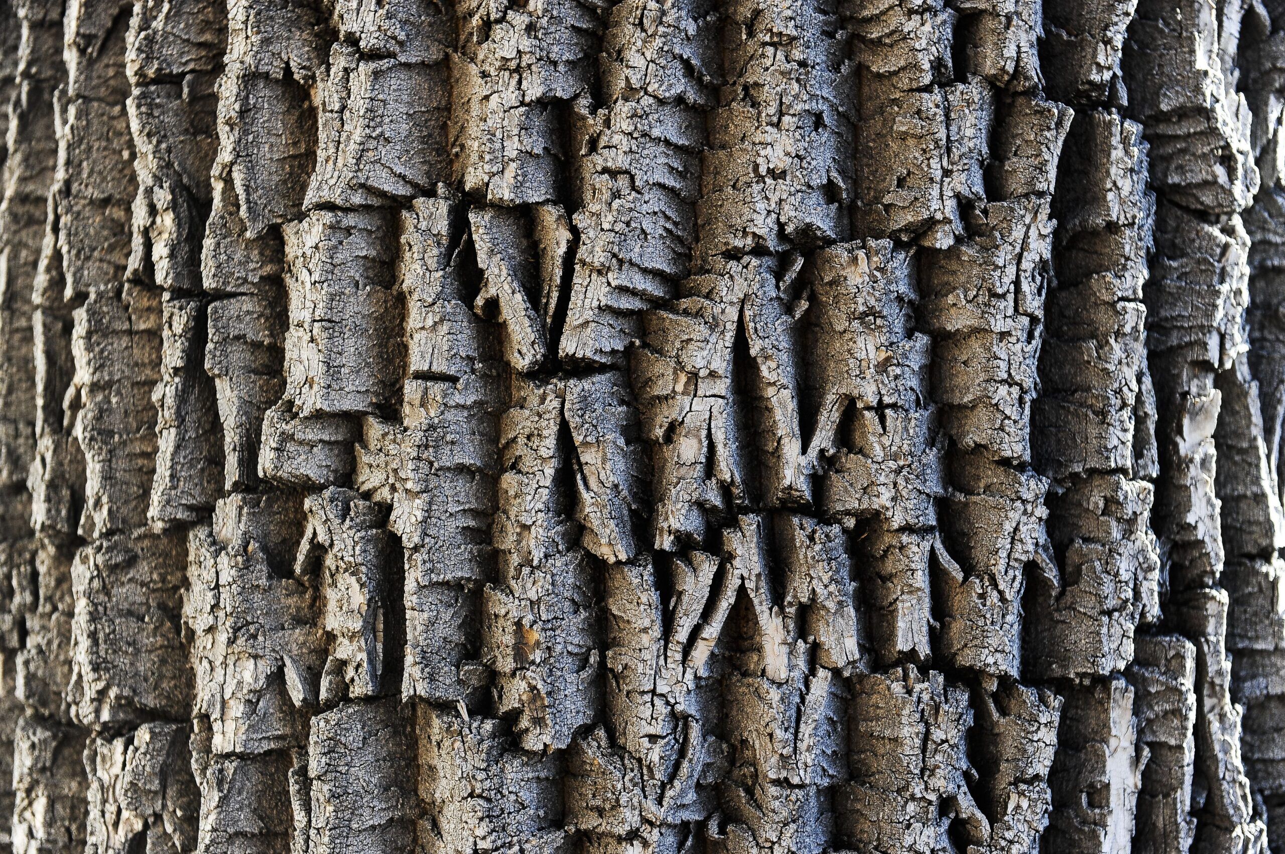 Emerald ash borer confirmed in Colorado Springs, ‘pest is here to stay’