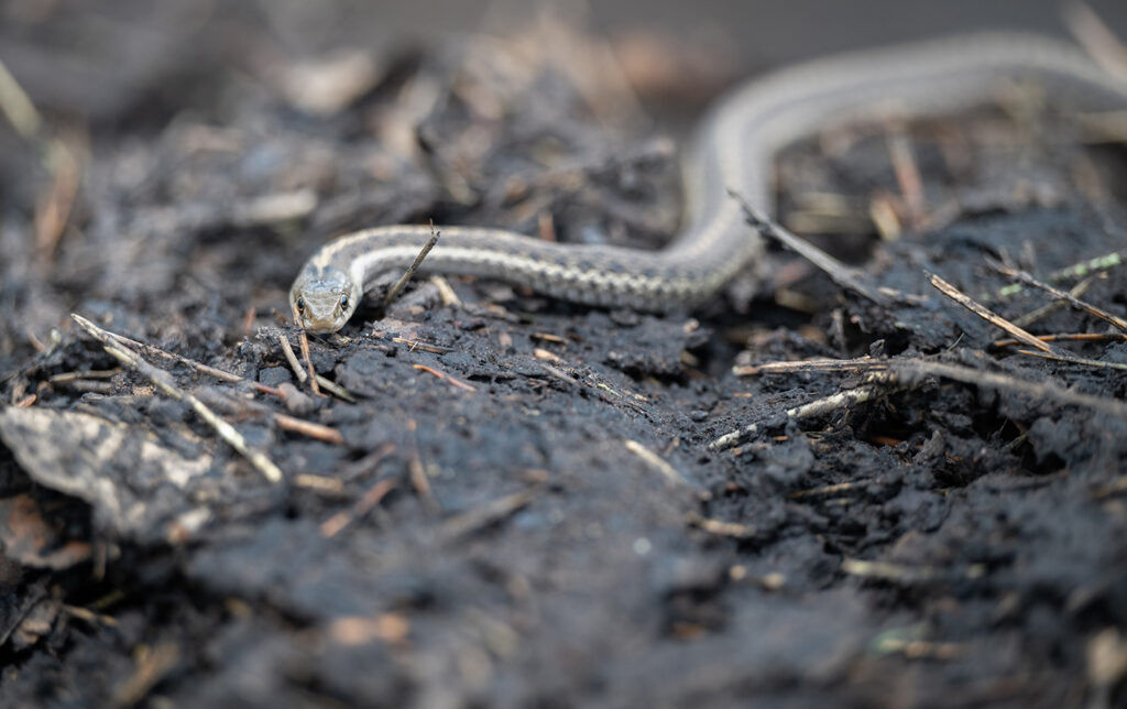 A garter snakes lies among the silt covering a bridge railing on Northcreek Road Tuesday, July 29, 2026, after a Monday night thunderstorm caused a flash flood in the Aspen Acres fire zone. (The Gazette, Christian Murdock)