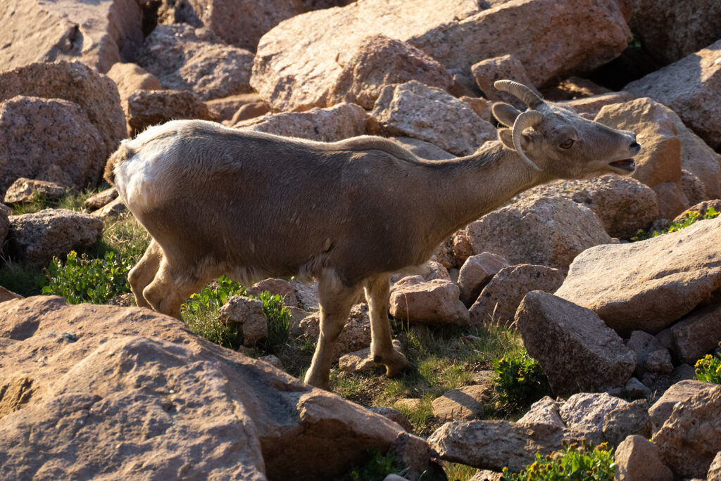 A bighorn sheep ewe coughs while Ty Woodward, Colorado Parks and Wildlife terrestrial biologist, watches from the summit of 14,115-foot Pikes Peak on Wednesday, Aug. 5, 2026, as a team from CPW conducts the second day of the annual survey of the sheep herd on the mountain. The cough could be a sign of pneumonia, which has threatened the herd. (Christian Murdock, The Gazette)