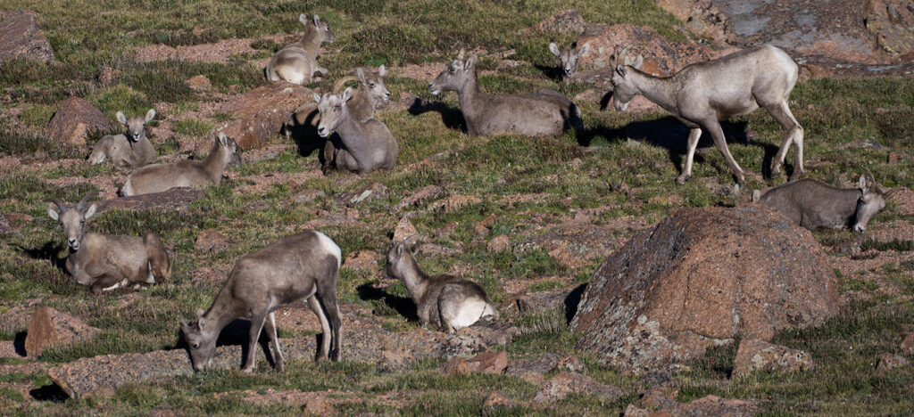 Bighorn sheep gather on the west side of 14,115-foot Pikes Peak on Wednesday, Aug. 5, 2026, as a team from Colorado Parks and Wildlife conducts the second day of the annual survey of the sheep herd on the mountain. (Christian Murdock, The Gazette)