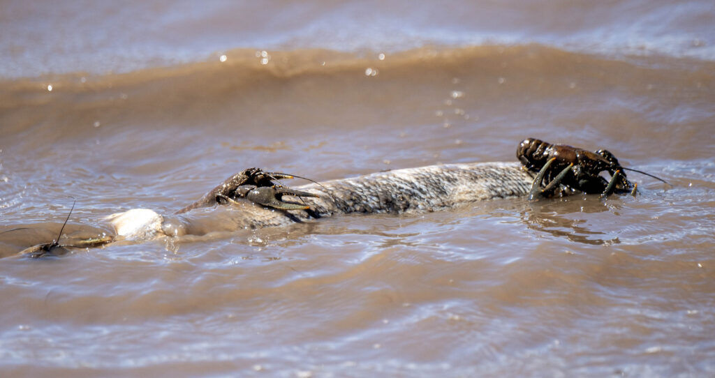 Crawfish feed on a dead Tiger Miskie fish in the nearly empty Wahatoya Reservoir .