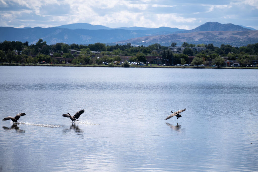 Geese land on Sloan’s Lake on Wednesday, Sept. 2, 2026. Mayor Mike Johnston announced a plan to revitalize the lake.