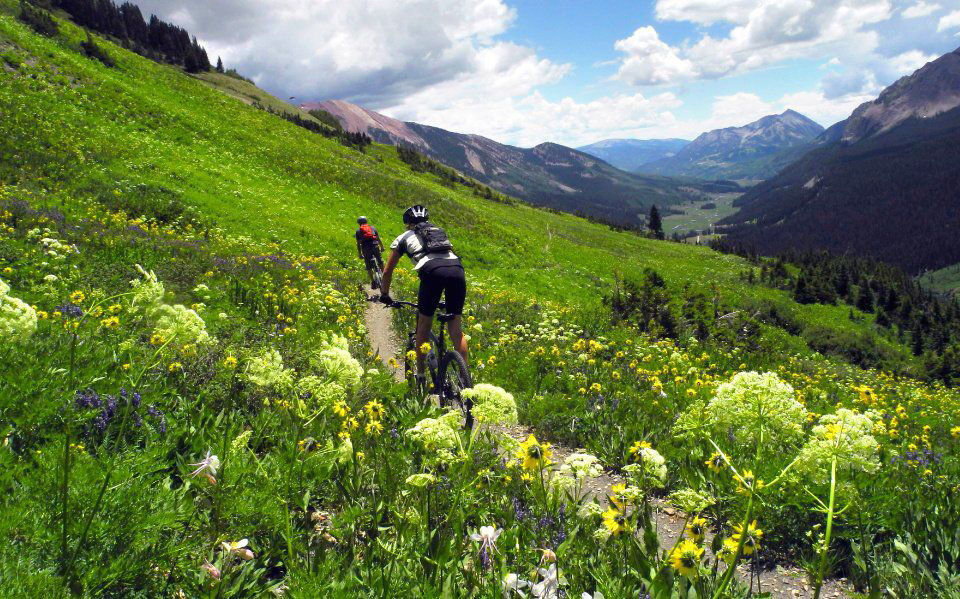 bicyclists riding through a field of flowers with mountains in the distace